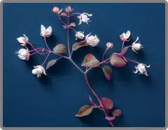 horny-goat-weed